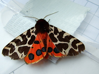 Garden Tiger